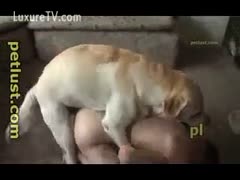 Gay bestiality sodomized by his mutt